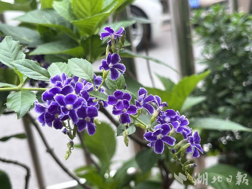 大富豪777水果连线